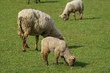 Schafe und Lämmer im Münsterland
