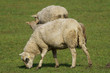 Schafe und Lämmer im Münsterland