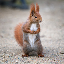 Red Squirrel Standing