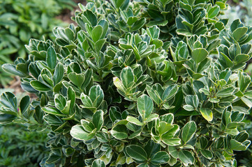 Wall Mural - Euonymus japonicus or japanese euonymus green shrub 