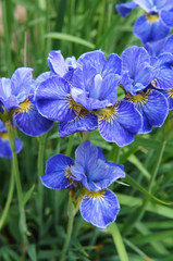 Wall Mural - Siberian iris riverdance blue flowers in garden vertical