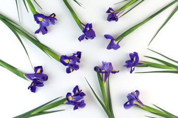 Wall Mural - Pattern with purple iris flowers on white background. Flat lay, top view