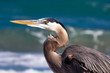 Closeup of a Great Blue Heron in Profile with the ocean in the background