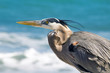 Great Blue Heron at the beach in Florida waiting for food