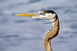 Closeup of a Great Blue Heron at the beach in Florida waiting for food
