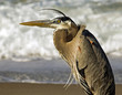 Closeup of a Great Blue Heron at the beach in Florida waiting for food