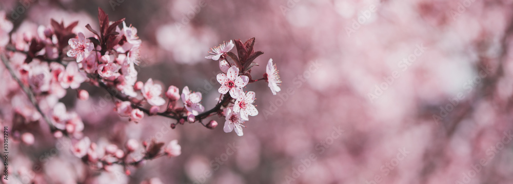 Pink spring blossoming branch wide background - obrazy, fototapety, plakaty 