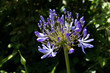 Blue Flower with dark foliage in the background