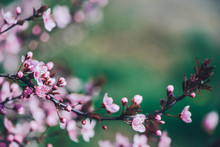 Gentle Seasonal Spring Background With Blossoming Cherry Tree Branch