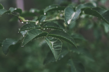 raindrops on rose leaves