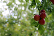 Cluster of Red Apples hanging on a tree with bokeh background