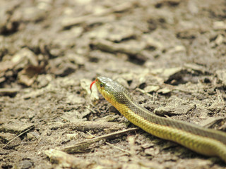 Snake tasting the air