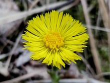 Magic Spring Yellow Flower - Coltsfoot