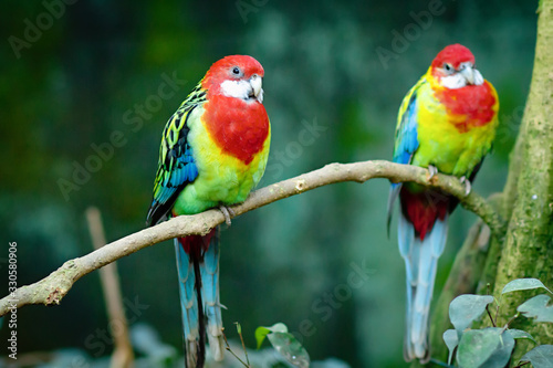 Plakaty papugi  rozella-wschodnia-siedzaca-na-galezi-drzewa-z-promieniami-slonca-lejacymi-sie-nad-glowa-zblizenie-na
