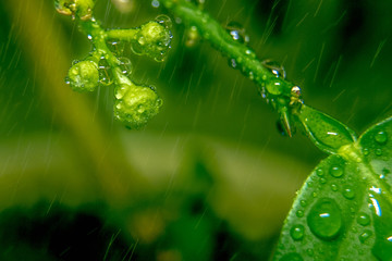 Wall Mural - The buds of lemon in a transparent bright drops of rain. Awakening of the world in the spring. It's raining. Background.