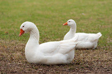 Two White Geese, From Orange Beak And Blue Eyes, Perfectly Laying On The Green Grass