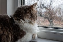 Sweet Fluffy Domestic Cat Watching Rain Through The Window