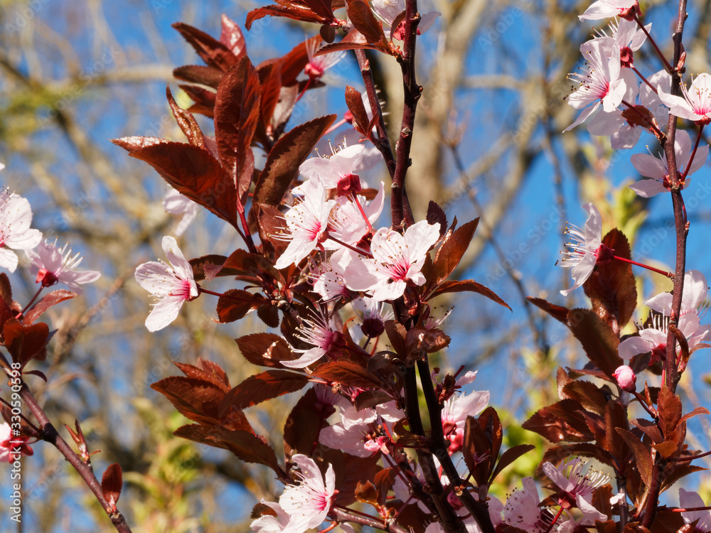 Prunus cerasifera nigra ou pissardii | Prunier myrobolan noir ou ...