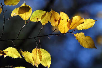 colorful autumn leaves in forest, blue background