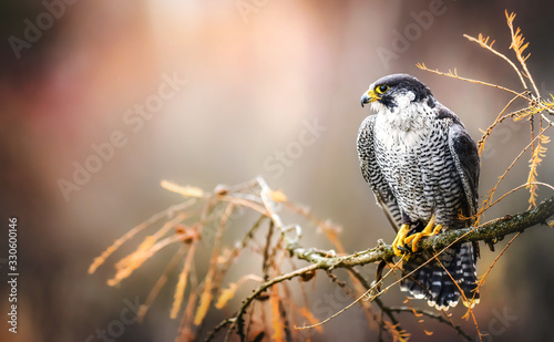 Fotografía Peregrine falcon on branch