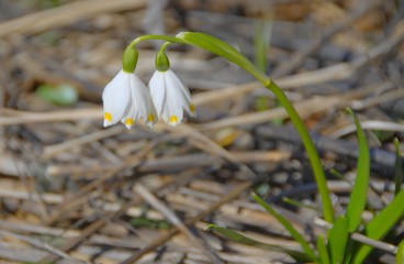 two flowers of snowdrops isolated