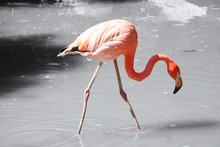 Flamingo Looking For Food On The Water