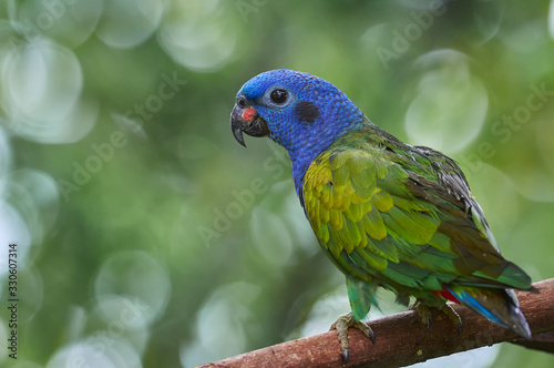 Cuadros en Lienzo Beautiful parrot on a branch of a tree
