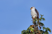 Bird Of Prey Resting On A Tree