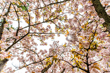 Wall Mural - kyoto gyoen japan near imperial palace with low angle looking up view of sakura cherry blossom petal