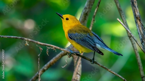 Cuadros en Lienzo Prothonotary Warbler (Protonotaria citrea