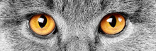 Grey Tabby Cat Eyes Close Up