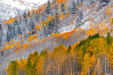 Wall Mural - Maroon Bells mountains morning sunrise in Aspen, Colorado and autumn yellow foliage on trees forest view and winter snow