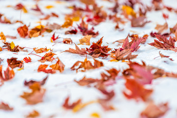 Wall Mural - Red dry maple leaves on snow in Colorado, USA autumn vibrant colorful foliage after snowfall on ground closeup