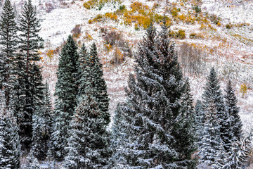 Wall Mural - Maroon Bells rocky mountains with spruce pine tall trees and yellow fall foliage in Aspen, Colorado after winter snow frozen forest in October 2019