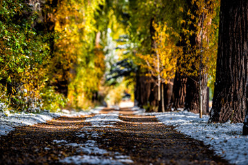 Wall Mural - Aspen small town in Colorado with low angle view of road way treelined with autumn foliage trees and snow in city morning sunrise in Red Butte Cemetery