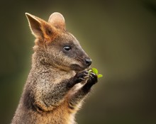 Closeup Shot Of A Cute Baby Wallaby Holding A Green Leaf