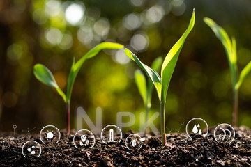 Wall Mural - Corn seedlings are growing from fertile ground and there is technology icon about soil degradation around.