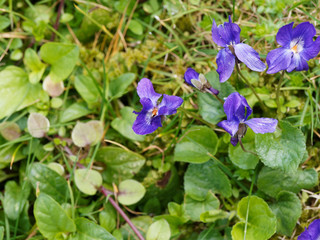 Poster - (Viola odorata) Violettes odorantes ou violette de mars aux fleurs à cinq pétales bleu violacé dont un en forme d'éperon au bout d'une mince tige, aux feuilles ovales et crénelées vert sombre 