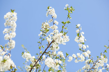 Spring blossom with blue sky an white flowers on a beautiful spring day. Beautiful cherry blossom sakura in spring time over blue sky. Beautifully blossoming tree branch apple. Easter. Allergy season