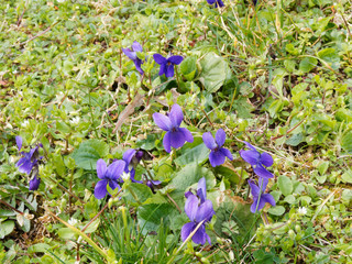 Poster - Parterre de violettes odorantes (Viola odorata)