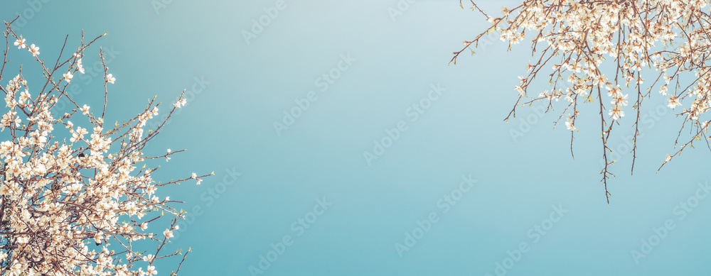 Closeup flower of plum blossom in spring. Banner and background of spring flowers and pollination concept. - obrazy, fototapety, plakaty 