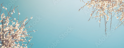 Fotomural Closeup flower of plum blossom in spring
