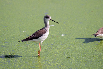 Wall Mural - Close up Black Winged Stilt Standing in The Swamp