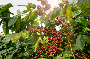 coffee tree with fresh arabica coffee bean in coffee plantation on the mountain at ban pang khon the