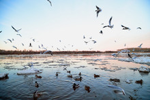 Many Gulls Flying Over Ice Floes In The Ice Drift On The River In The Evening At Sunset