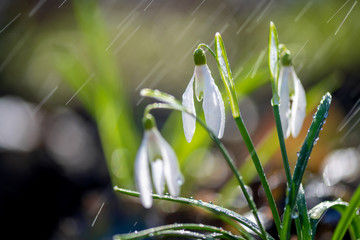 Sticker - Close first spring flowers snowdrops with rain