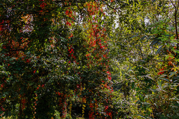 Autumn in Europe. Wonderful autumn forests, colourful leaves, berries, mushrooms and landscapes. 