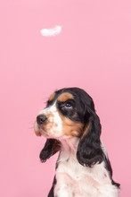 Portrait Of A Cute Cocker Spaniel Puppy Looking Up At A Flying Feather On A Pink Background