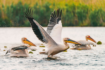 The Great White Pelican in a colony in the Danube Delta, Romania