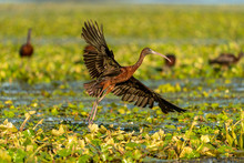 Glossy Ibis - Plegadis Falcinellus, Flying In The Danube Delta, Romania